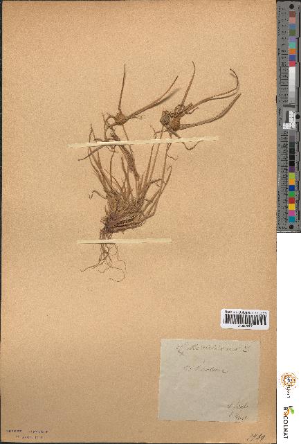 spécimen de Scirpus michelianus