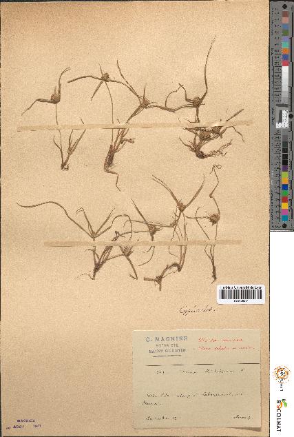 spécimen de Scirpus michelianus