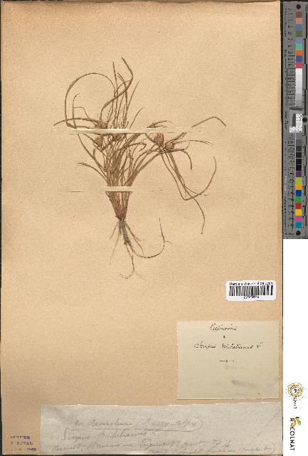 spécimen de Scirpus michelianus