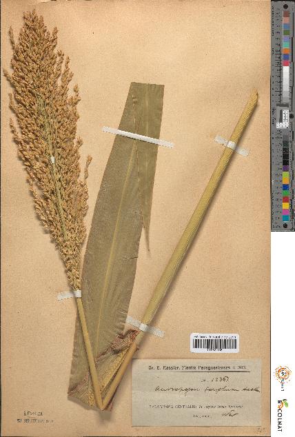 spécimen de Andropogon sorghum