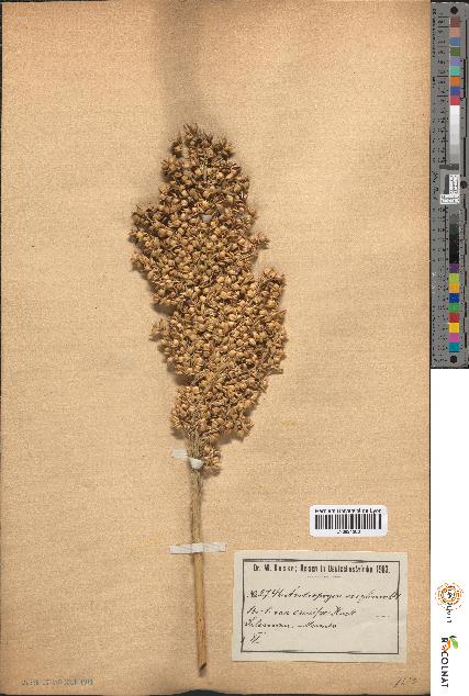 spécimen de Andropogon sorghum