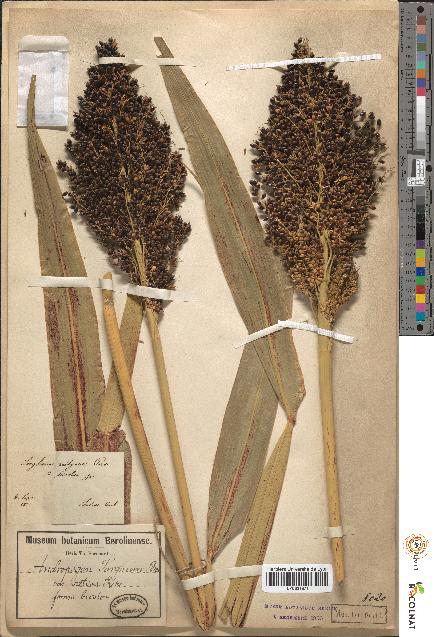 spécimen de Andropogon sorghum