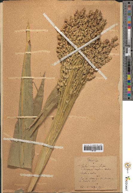 spécimen de Sorghum vulgare