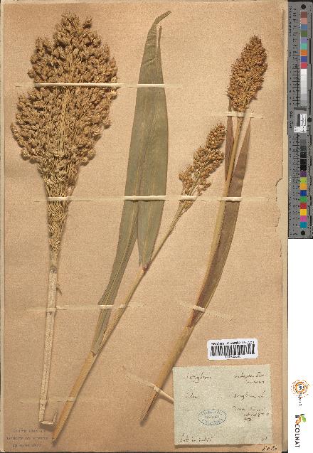 spécimen de Sorghum vulgare