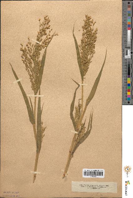 spécimen de Panicum miliaceum