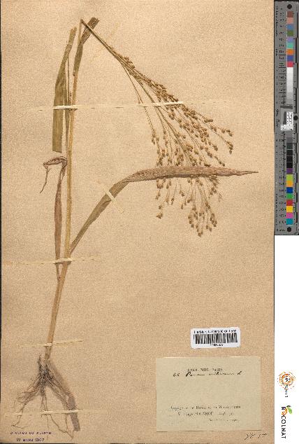 spécimen de Panicum miliaceum