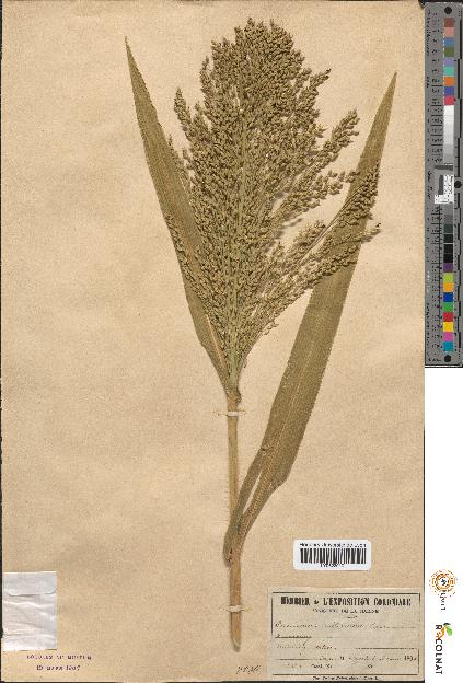 spécimen de Panicum miliaceum