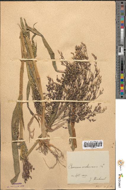 spécimen de Panicum miliaceum