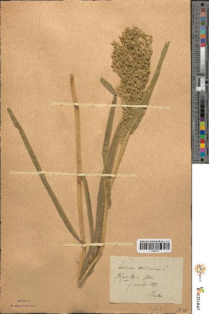 spécimen de Panicum miliaceum