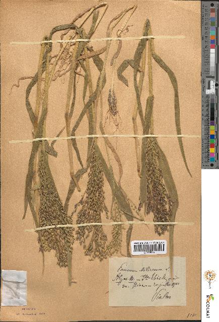 spécimen de Panicum miliaceum