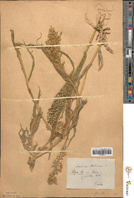 spécimen de Panicum miliaceum