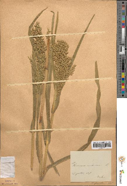 spécimen de Panicum miliaceum