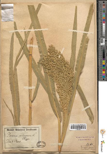 spécimen de Panicum miliaceum