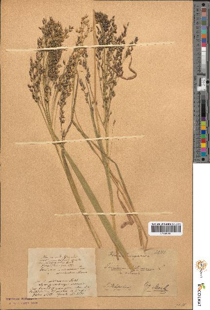 spécimen de Panicum miliaceum