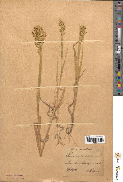 spécimen de Panicum miliaceum