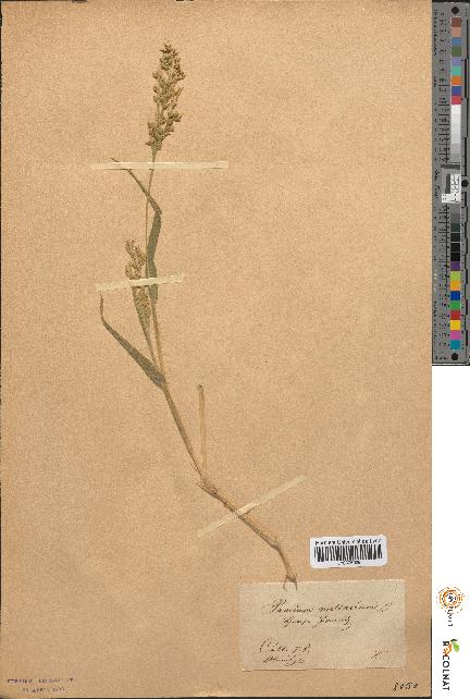 spécimen de Panicum miliaceum