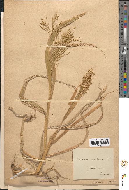 spécimen de Panicum miliaceum