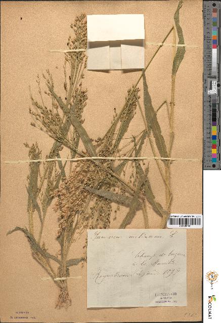 spécimen de Panicum miliaceum