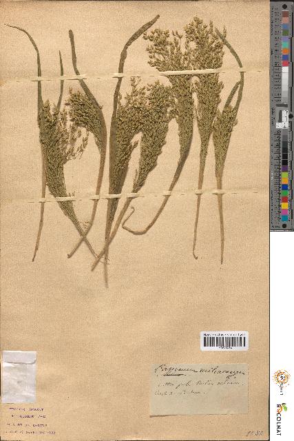 spécimen de Panicum miliaceum