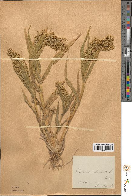 spécimen de Panicum miliaceum