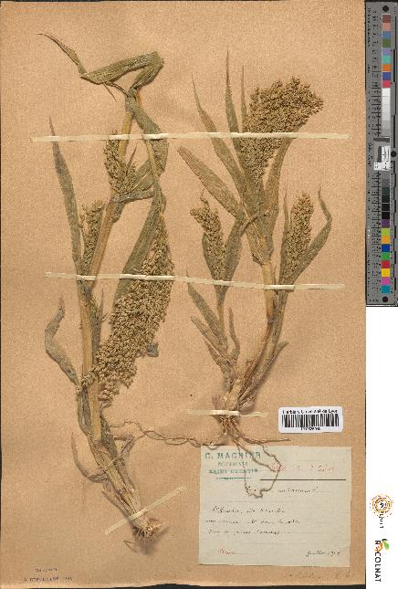 spécimen de Panicum miliaceum