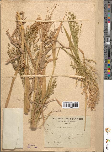 spécimen de Panicum miliaceum