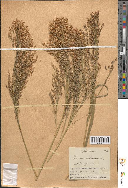 spécimen de Panicum miliaceum