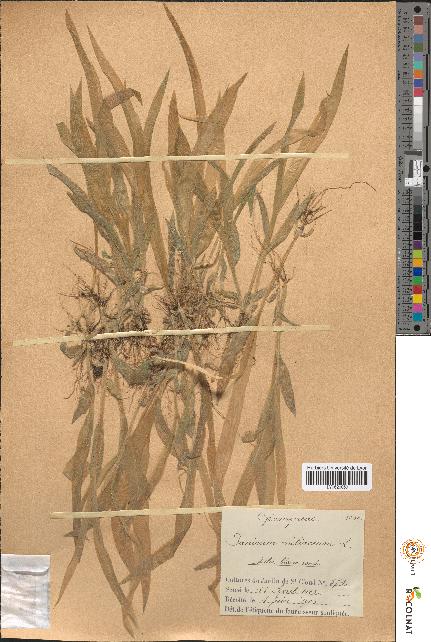 spécimen de Panicum miliaceum