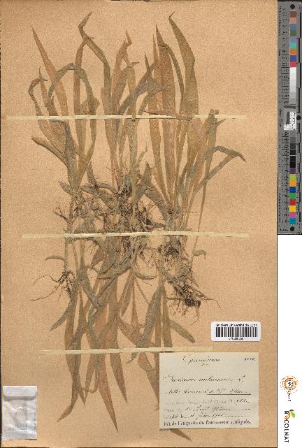 spécimen de Panicum miliaceum