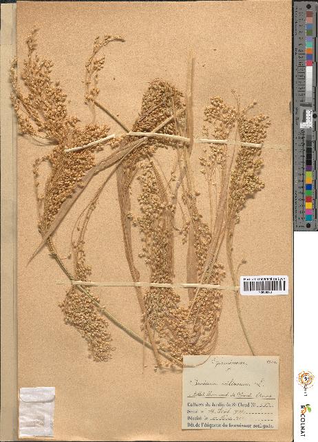 spécimen de Panicum miliaceum