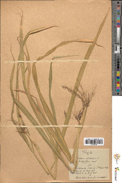 spécimen de Panicum miliaceum