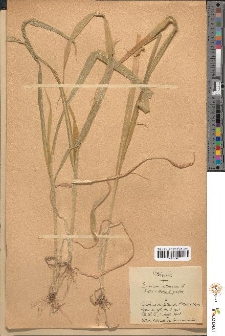 spécimen de Panicum miliaceum