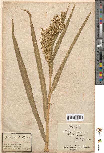 spécimen de Panicum miliaceum