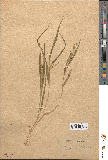 spécimen de Panicum miliaceum