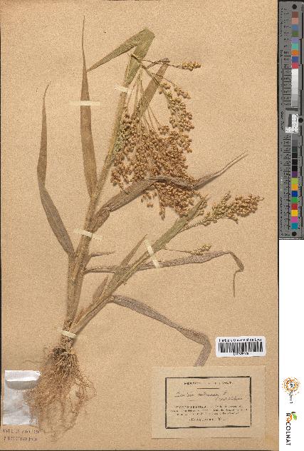 spécimen de Panicum miliaceum