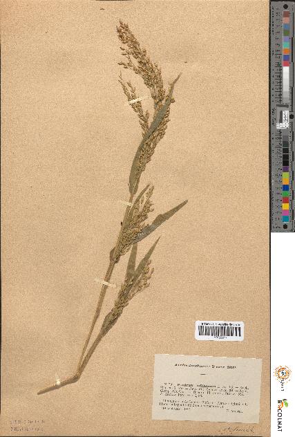 spécimen de Panicum miliaceum