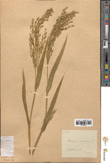 spécimen de Panicum miliaceum