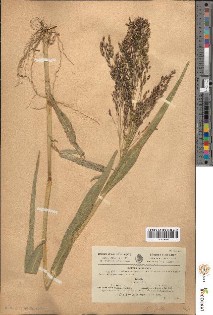 spécimen de Panicum miliaceum