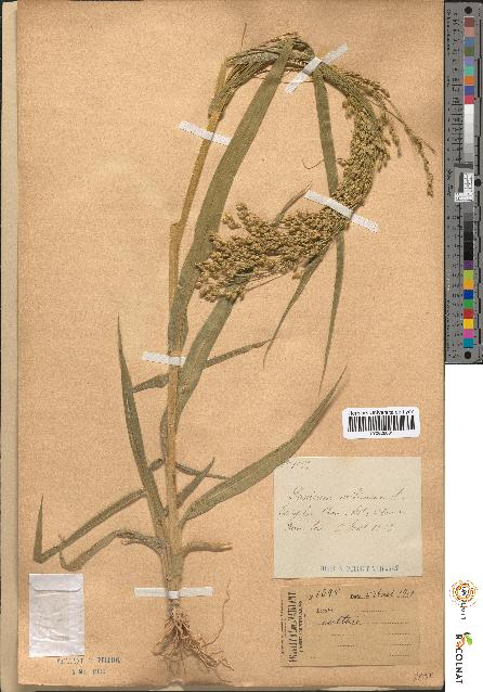 spécimen de Panicum miliaceum