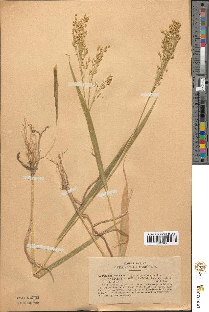 spécimen de Panicum miliaceum