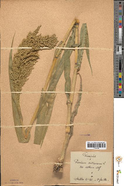 spécimen de Panicum miliaceum