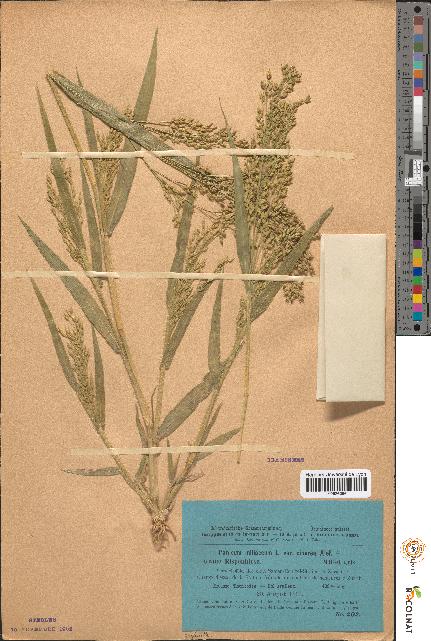 spécimen de Panicum miliaceum