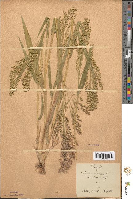 spécimen de Panicum miliaceum