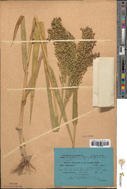 spécimen de Panicum miliaceum