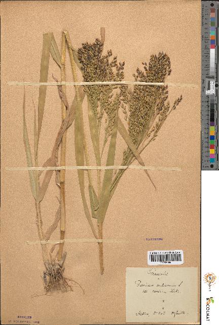 spécimen de Panicum miliaceum