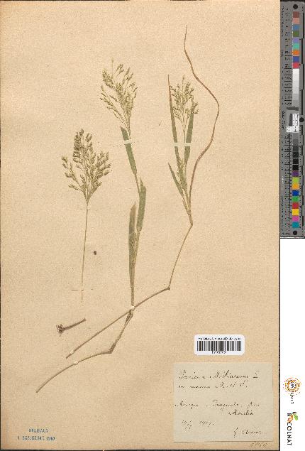 spécimen de Panicum miliaceum