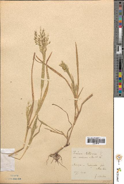 spécimen de Panicum miliaceum