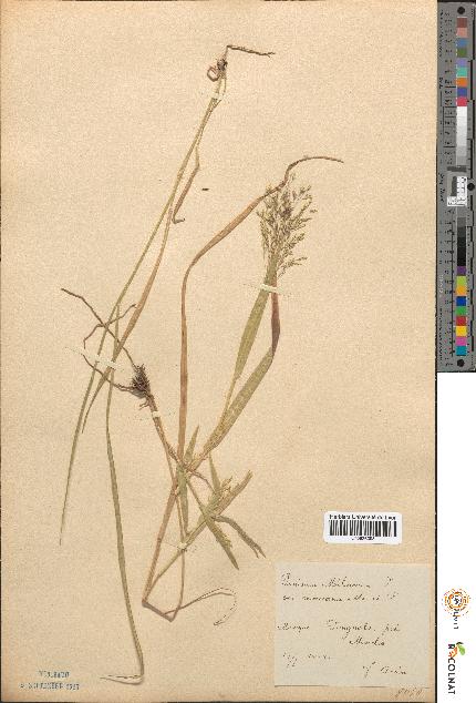 spécimen de Panicum miliaceum