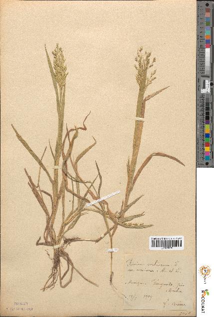 spécimen de Panicum miliaceum