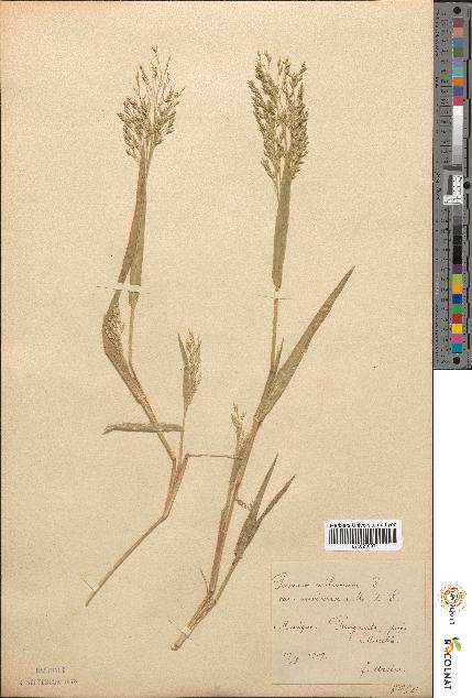 spécimen de Panicum miliaceum